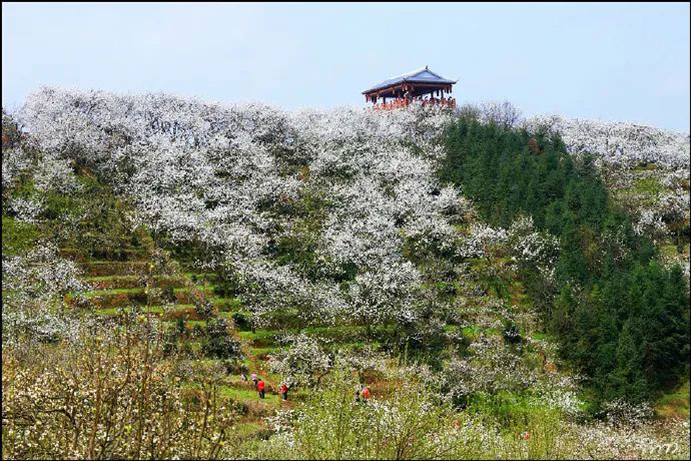【春天，广西桂林灌阳县向您发出邀请！】我们在灌阳看梨花 - 游山玩水 - 包头生活社区 - 包头28生活网 bt.28life.net