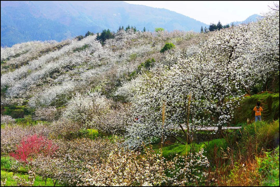 【春天，广西桂林灌阳县向您发出邀请！】我们在灌阳看梨花 - 游山玩水 - 包头生活社区 - 包头28生活网 bt.28life.net