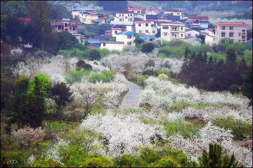 【春天，广西桂林灌阳县向您发出邀请！】我们在灌阳看梨花 - 游山玩水 - 包头生活社区 - 包头28生活网 bt.28life.net
