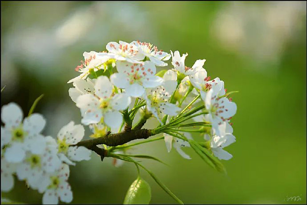 【春天，广西桂林灌阳县向您发出邀请！】我们在灌阳看梨花 - 游山玩水 - 包头生活社区 - 包头28生活网 bt.28life.net