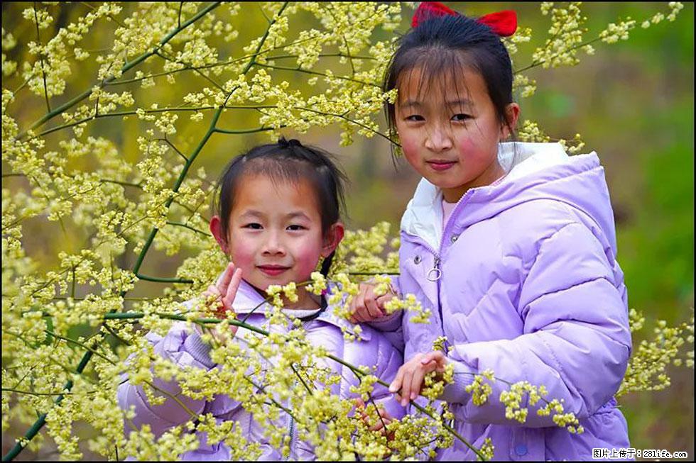 【春天，广西桂林灌阳县向您发出邀请！】米珠山前有片山苍子花在飘香 - 游山玩水 - 包头生活社区 - 包头28生活网 bt.28life.net