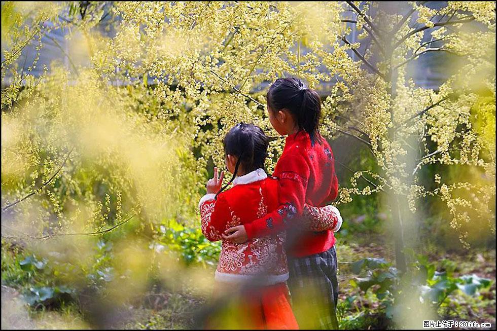 【春天，广西桂林灌阳县向您发出邀请！】米珠山前有片山苍子花在飘香 - 游山玩水 - 包头生活社区 - 包头28生活网 bt.28life.net
