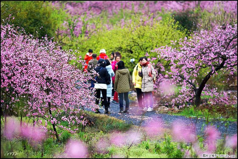 【春天，广西桂林灌阳县向您发出邀请！】官庄村有个醉美的桃花园 - 游山玩水 - 包头生活社区 - 包头28生活网 bt.28life.net