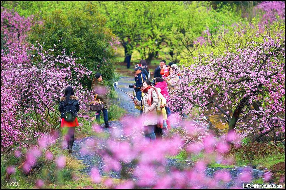 【春天，广西桂林灌阳县向您发出邀请！】官庄村有个醉美的桃花园 - 游山玩水 - 包头生活社区 - 包头28生活网 bt.28life.net