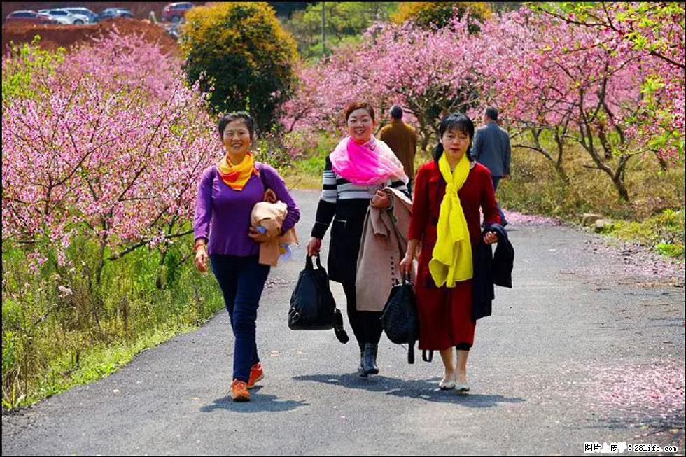 【春天，广西桂林灌阳县向您发出邀请！】官庄村有个醉美的桃花园 - 游山玩水 - 包头生活社区 - 包头28生活网 bt.28life.net
