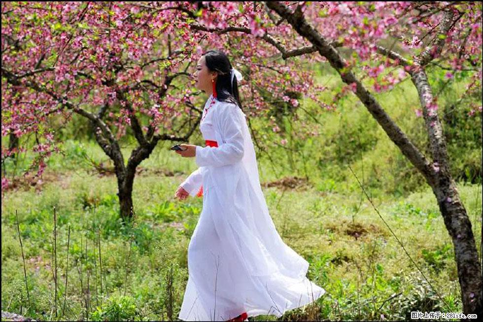 【春天，广西桂林灌阳县向您发出邀请！】官庄村有个醉美的桃花园 - 游山玩水 - 包头生活社区 - 包头28生活网 bt.28life.net