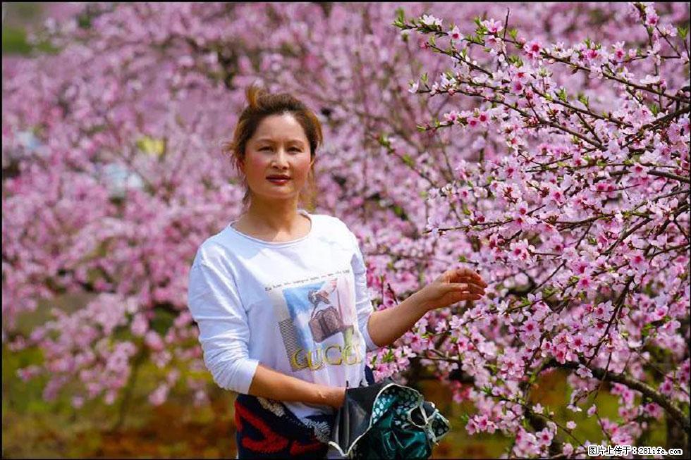 【春天，广西桂林灌阳县向您发出邀请！】官庄村有个醉美的桃花园 - 游山玩水 - 包头生活社区 - 包头28生活网 bt.28life.net