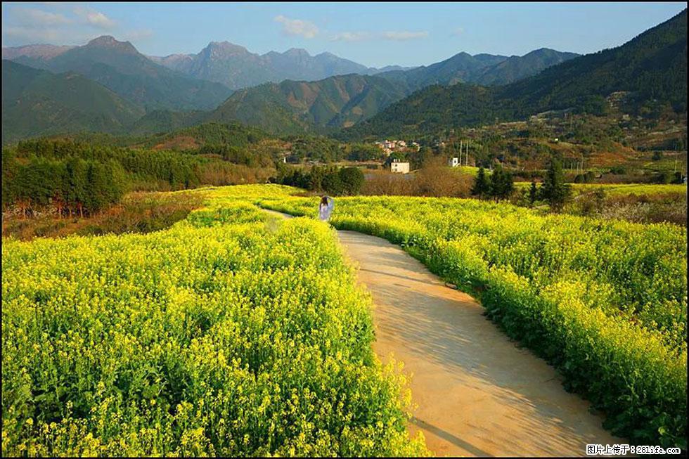【春天，广西桂林灌阳县向您发出邀请！】长坪村油菜盛情花开 - 游山玩水 - 包头生活社区 - 包头28生活网 bt.28life.net