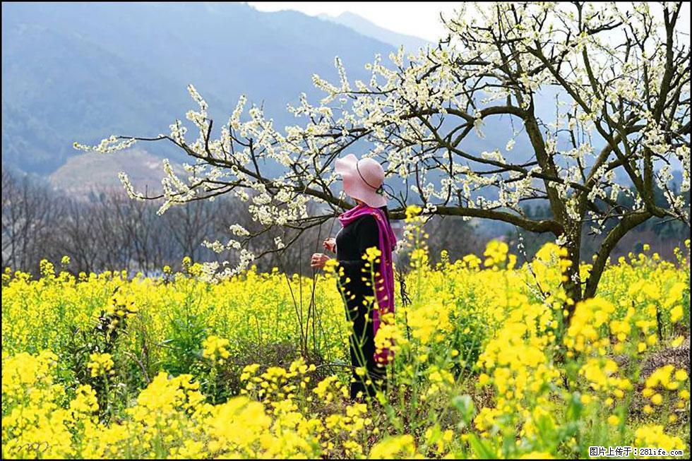 【春天，广西桂林灌阳县向您发出邀请！】长坪村油菜盛情花开 - 游山玩水 - 包头生活社区 - 包头28生活网 bt.28life.net