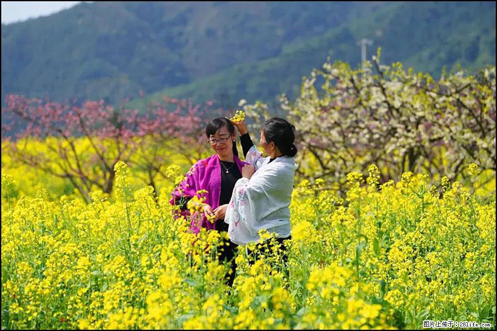 【春天，广西桂林灌阳县向您发出邀请！】长坪村油菜盛情花开 - 游山玩水 - 包头生活社区 - 包头28生活网 bt.28life.net