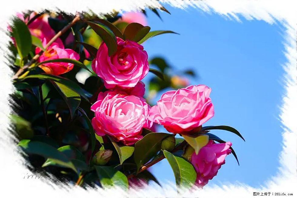 【春天，广西桂林灌阳县向您发出邀请！】杨柳井茶花惹人爱 - 游山玩水 - 包头生活社区 - 包头28生活网 bt.28life.net