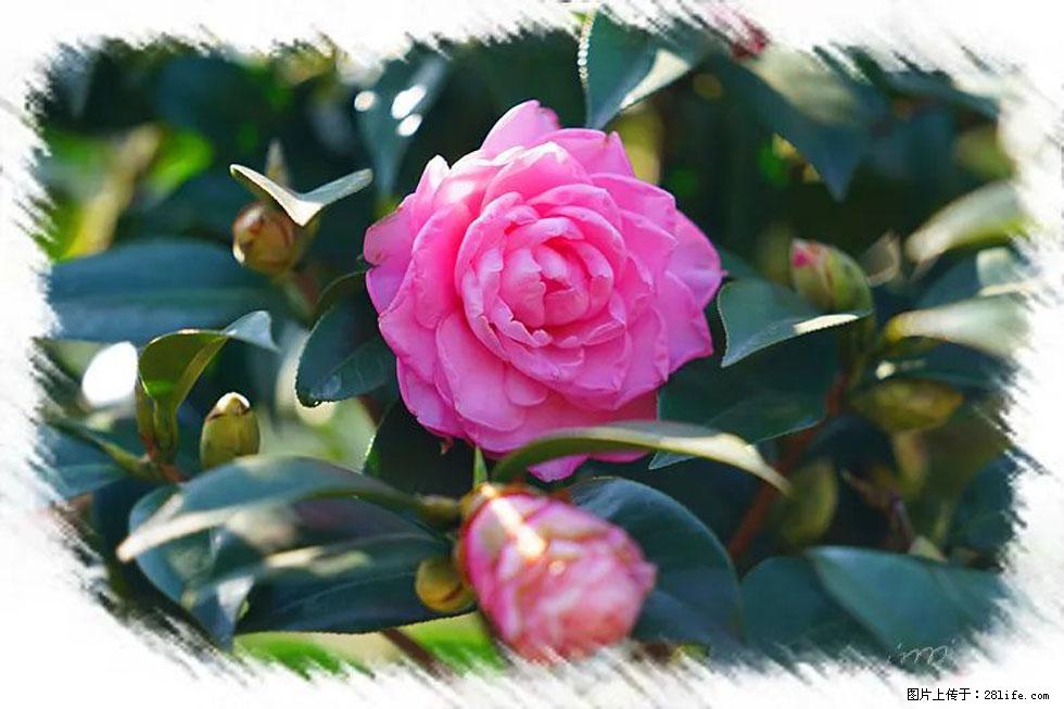 【春天，广西桂林灌阳县向您发出邀请！】杨柳井茶花惹人爱 - 游山玩水 - 包头生活社区 - 包头28生活网 bt.28life.net