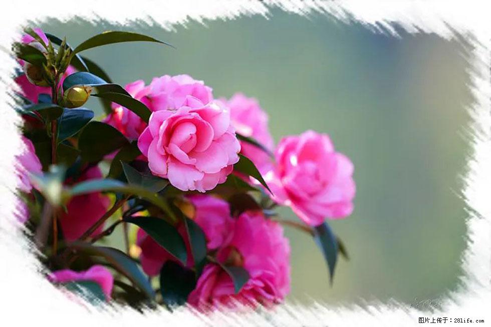 【春天，广西桂林灌阳县向您发出邀请！】杨柳井茶花惹人爱 - 游山玩水 - 包头生活社区 - 包头28生活网 bt.28life.net