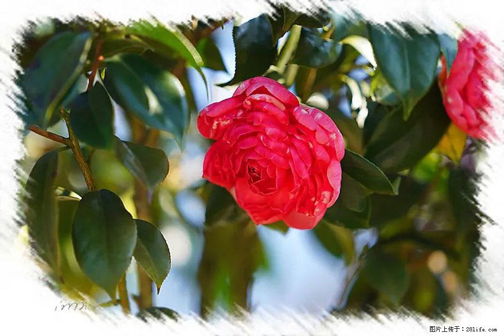 【春天，广西桂林灌阳县向您发出邀请！】杨柳井茶花惹人爱 - 游山玩水 - 包头生活社区 - 包头28生活网 bt.28life.net