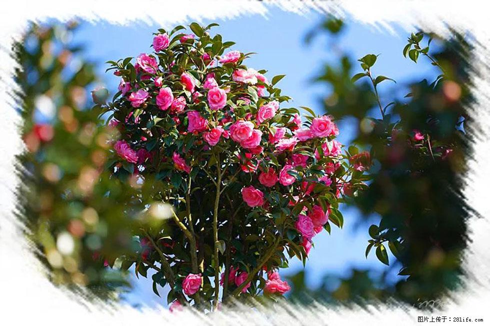 【春天，广西桂林灌阳县向您发出邀请！】杨柳井茶花惹人爱 - 游山玩水 - 包头生活社区 - 包头28生活网 bt.28life.net