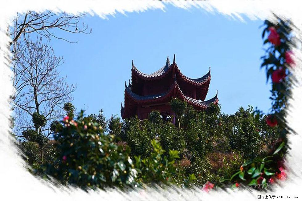【春天，广西桂林灌阳县向您发出邀请！】杨柳井茶花惹人爱 - 游山玩水 - 包头生活社区 - 包头28生活网 bt.28life.net