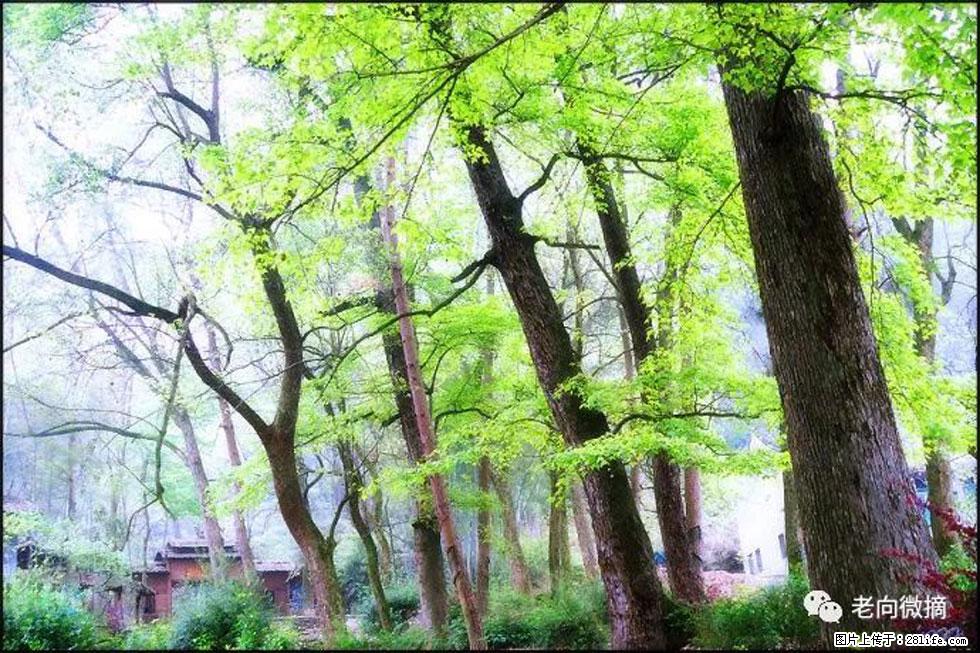 【春天，广西桂林灌阳县向您发出邀请！】在小龙村与春天约会 - 游山玩水 - 包头生活社区 - 包头28生活网 bt.28life.net