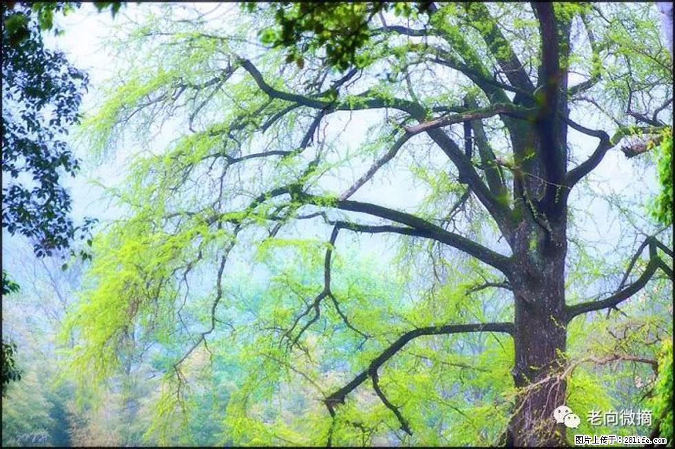 【春天，广西桂林灌阳县向您发出邀请！】在小龙村与春天约会 - 游山玩水 - 包头生活社区 - 包头28生活网 bt.28life.net