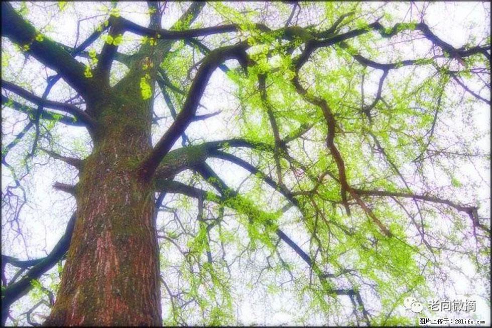 【春天，广西桂林灌阳县向您发出邀请！】在小龙村与春天约会 - 游山玩水 - 包头生活社区 - 包头28生活网 bt.28life.net