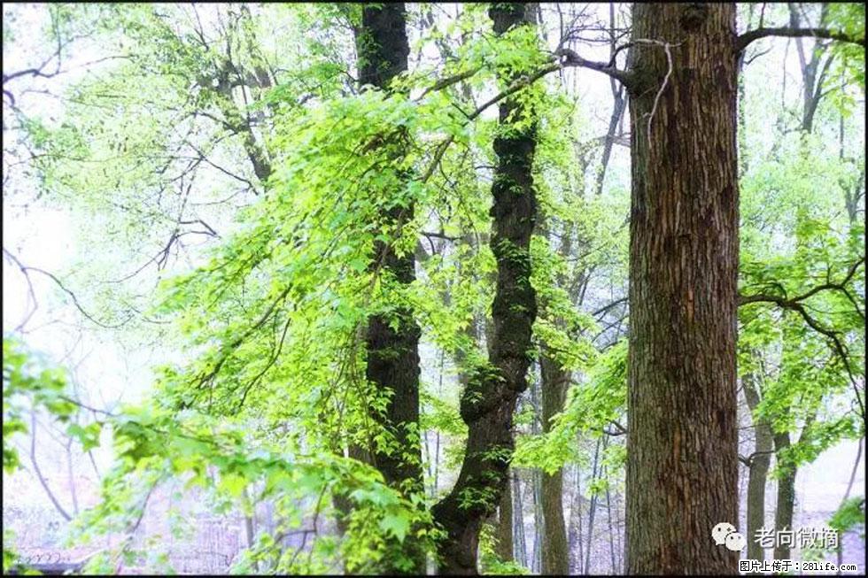 【春天，广西桂林灌阳县向您发出邀请！】在小龙村与春天约会 - 游山玩水 - 包头生活社区 - 包头28生活网 bt.28life.net