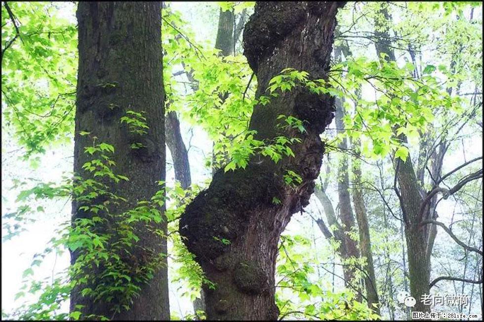 【春天，广西桂林灌阳县向您发出邀请！】在小龙村与春天约会 - 游山玩水 - 包头生活社区 - 包头28生活网 bt.28life.net