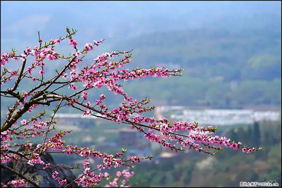 【春天，广西桂林灌阳县向您发出邀请！】望月岭上桃花开 - 游山玩水 - 包头生活社区 - 包头28生活网 bt.28life.net