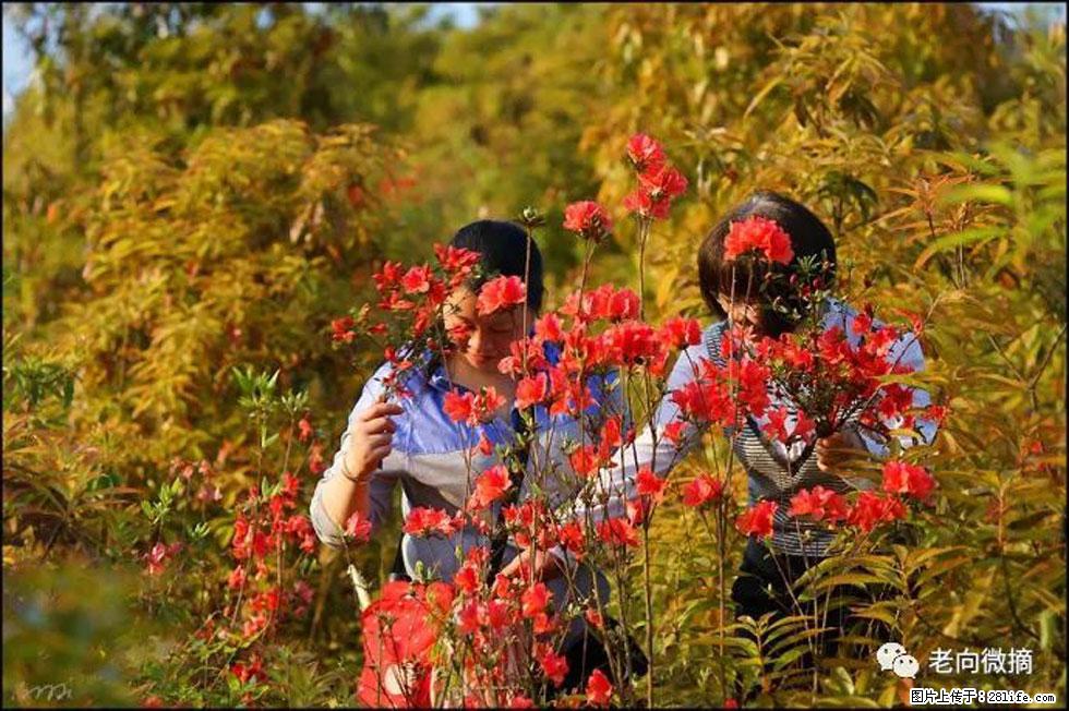【春天，广西桂林灌阳县向您发出邀请！】登麒麟山，相约映山红 - 游山玩水 - 包头生活社区 - 包头28生活网 bt.28life.net