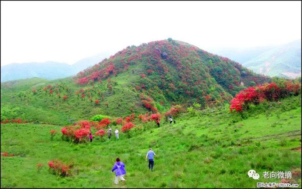 【春天，广西桂林灌阳县向您发出邀请！】宝盖山上映山红 - 游山玩水 - 包头生活社区 - 包头28生活网 bt.28life.net