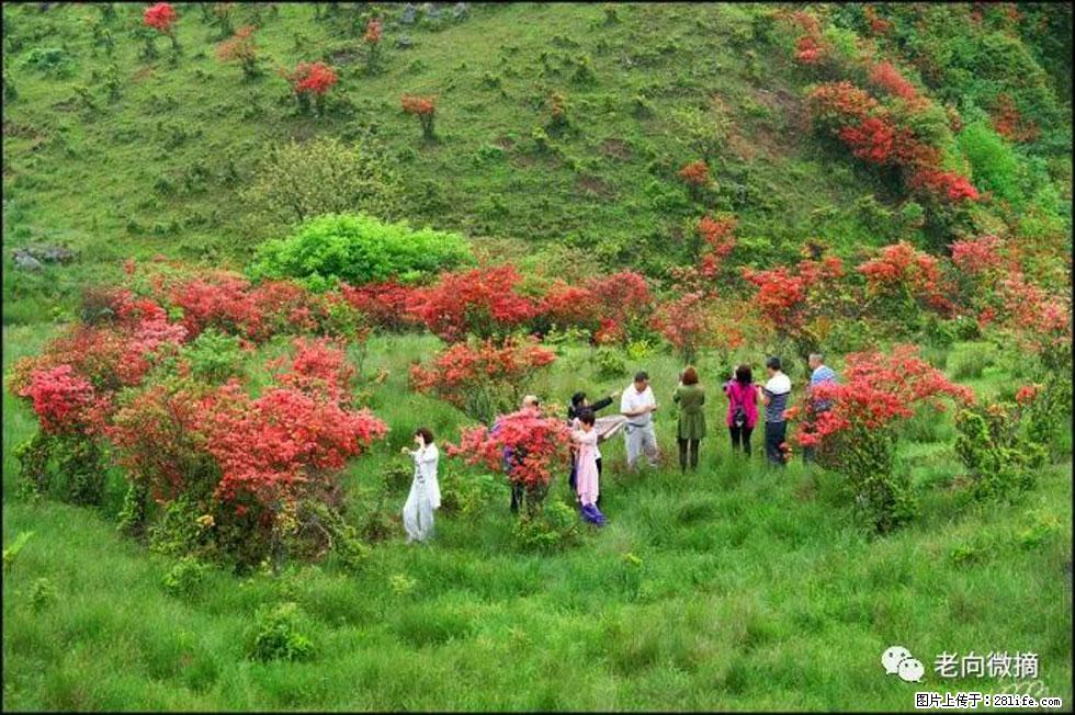 【春天，广西桂林灌阳县向您发出邀请！】宝盖山上映山红 - 游山玩水 - 包头生活社区 - 包头28生活网 bt.28life.net