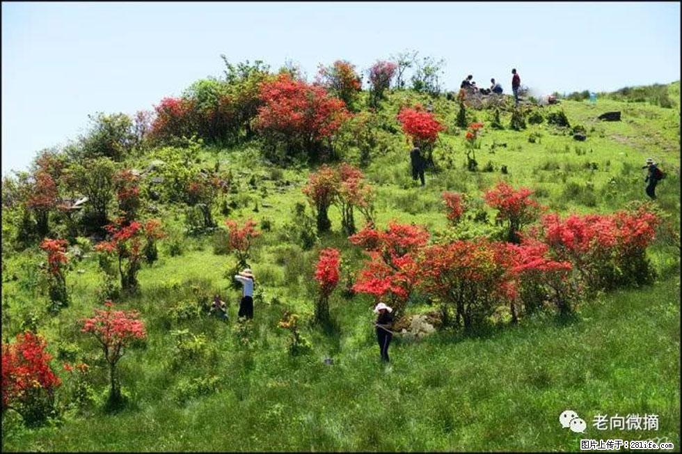 【春天，广西桂林灌阳县向您发出邀请！】宝盖山上映山红 - 游山玩水 - 包头生活社区 - 包头28生活网 bt.28life.net