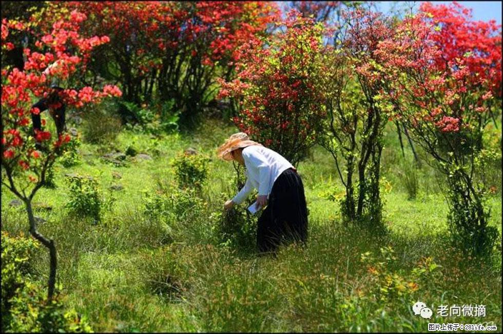 【春天，广西桂林灌阳县向您发出邀请！】宝盖山上映山红 - 游山玩水 - 包头生活社区 - 包头28生活网 bt.28life.net
