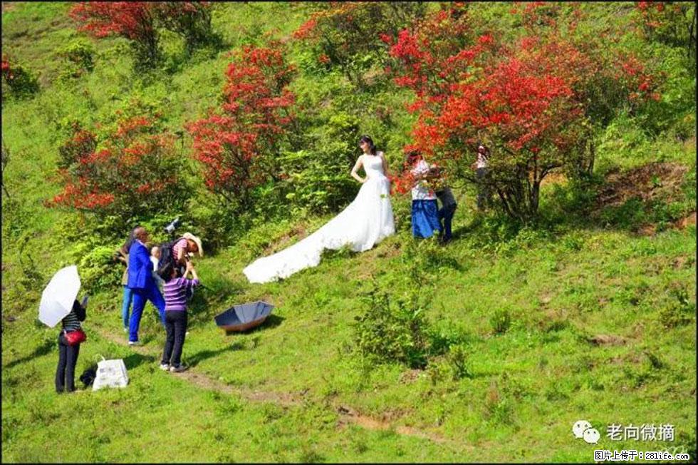 【春天，广西桂林灌阳县向您发出邀请！】宝盖山上映山红 - 游山玩水 - 包头生活社区 - 包头28生活网 bt.28life.net