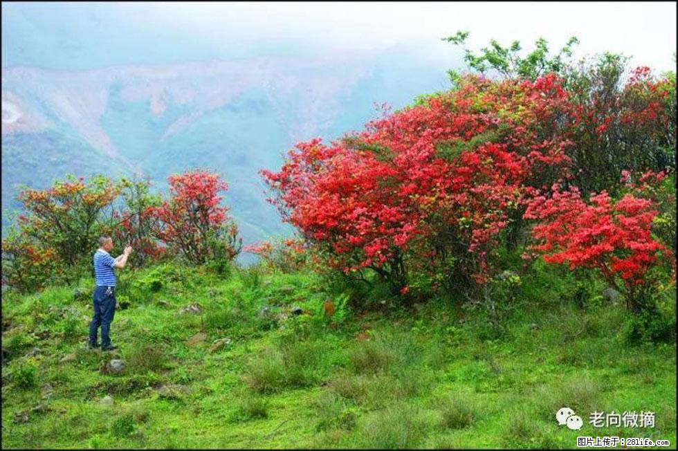 【春天，广西桂林灌阳县向您发出邀请！】宝盖山上映山红 - 游山玩水 - 包头生活社区 - 包头28生活网 bt.28life.net