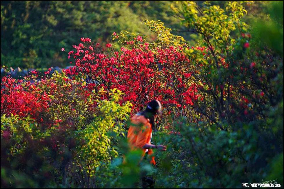 【春天，广西桂林灌阳县向您发出邀请！】春木界上映山红 - 游山玩水 - 包头生活社区 - 包头28生活网 bt.28life.net