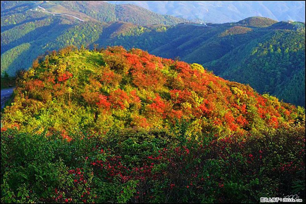 【春天，广西桂林灌阳县向您发出邀请！】春木界上映山红 - 游山玩水 - 包头生活社区 - 包头28生活网 bt.28life.net
