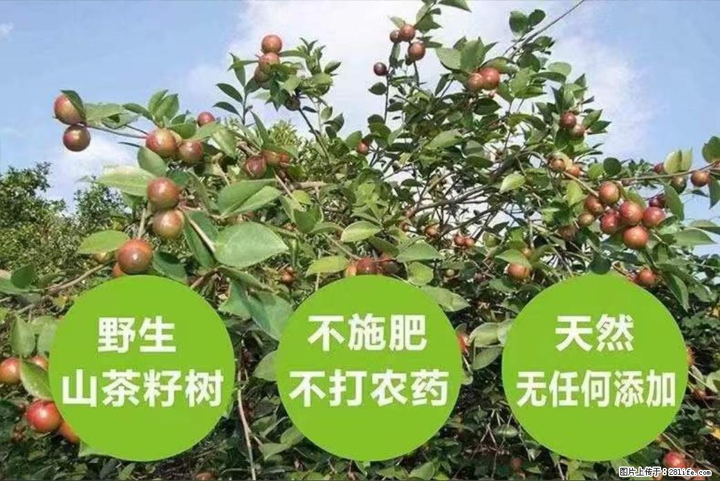 【灌阳县油茶产业示范区】一个有着充实的精神生活的人，对待身外之物自会有一种淡泊的态度 - 土特产 - 饮食特产 - 包头分类信息 - 包头28生活网 bt.28life.net