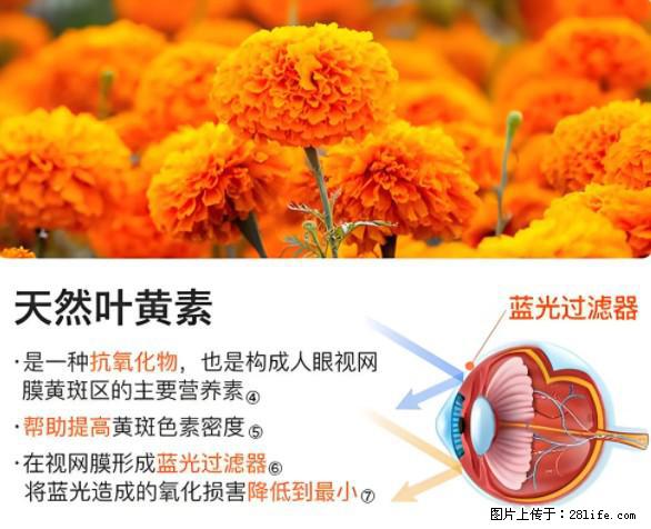 叶黄素有什么功效和作用 - 生活百科 - 包头生活社区 - 包头28生活网 bt.28life.net