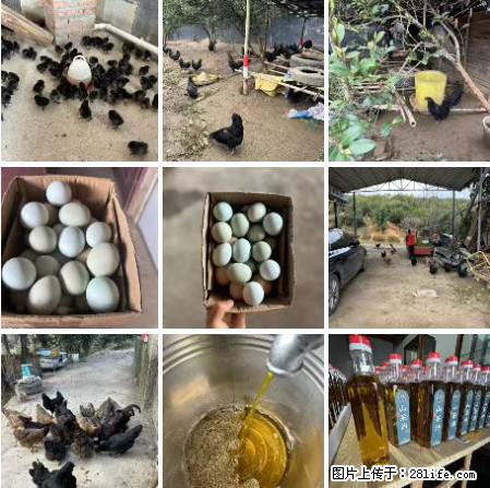 油茶园从小鸡仔开始养起的纯土鸡、土鸡蛋可以预定啦！还有前几天刚榨的纯山茶油哦 - 土特产 - 饮食特产 - 包头分类信息 - 包头28生活网 bt.28life.net