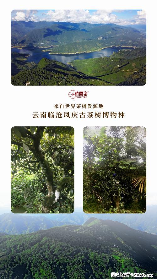 时间果百年古树2025年春红茶 - 购物交流 - 包头生活社区 - 包头28生活网 bt.28life.net