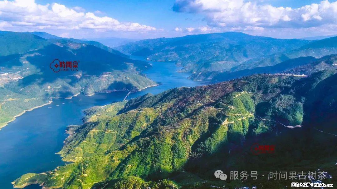 时间果百年古树龙珠普洱生茶 - 购物交流 - 包头生活社区 - 包头28生活网 bt.28life.net