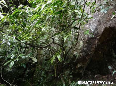 平乐石崖茶，珍贵仅次于金花茶 - 包头生活资讯 - 包头28生活网 bt.28life.net