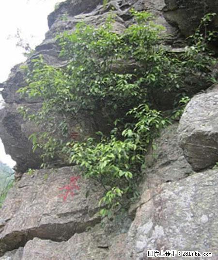 平乐石崖茶，珍贵仅次于金花茶 - 包头生活资讯 - 包头28生活网 bt.28life.net