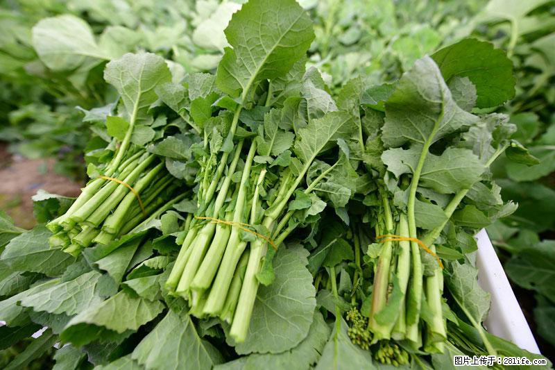 这些蔬菜是“天然钙片”，这6种被医生重点推荐 - 包头生活资讯 - 包头28生活网 bt.28life.net